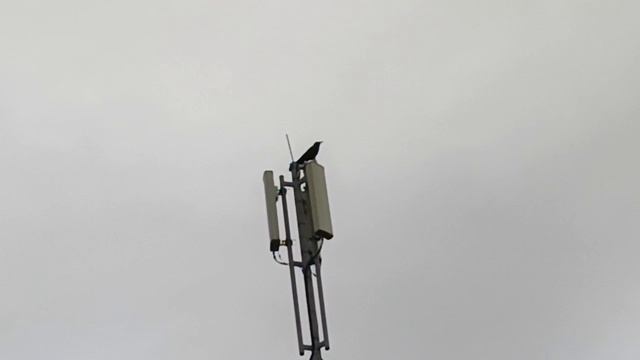 ворона на связи