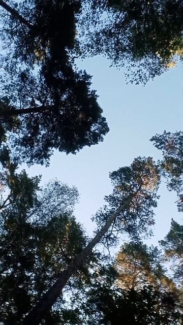 🍂 Осенний бор 🍂