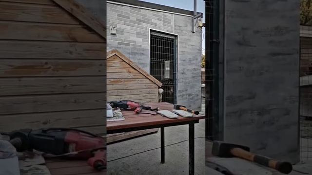 Всем спасибо за навес для хвостиков