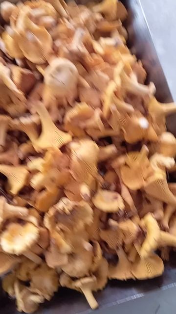 Лисички с доставкой.