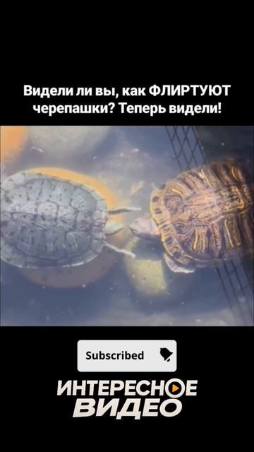 Вы видели как флиртуют черепашки? 🐢🐢