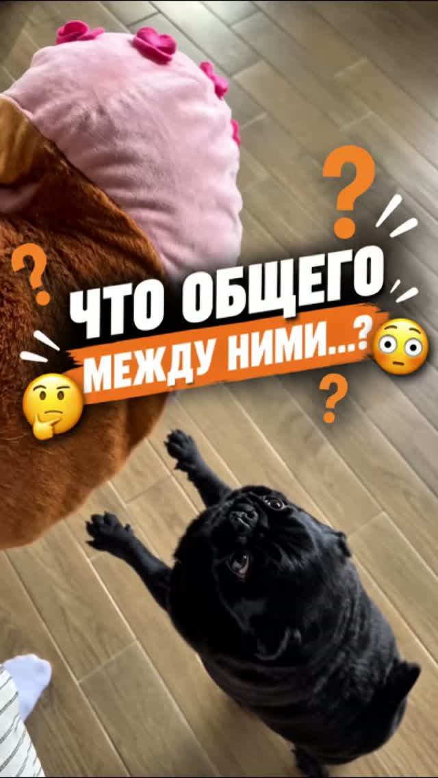 Лежанка, кресло, кровать и забытый лежак. Что их объединяет? Все грязные 😅