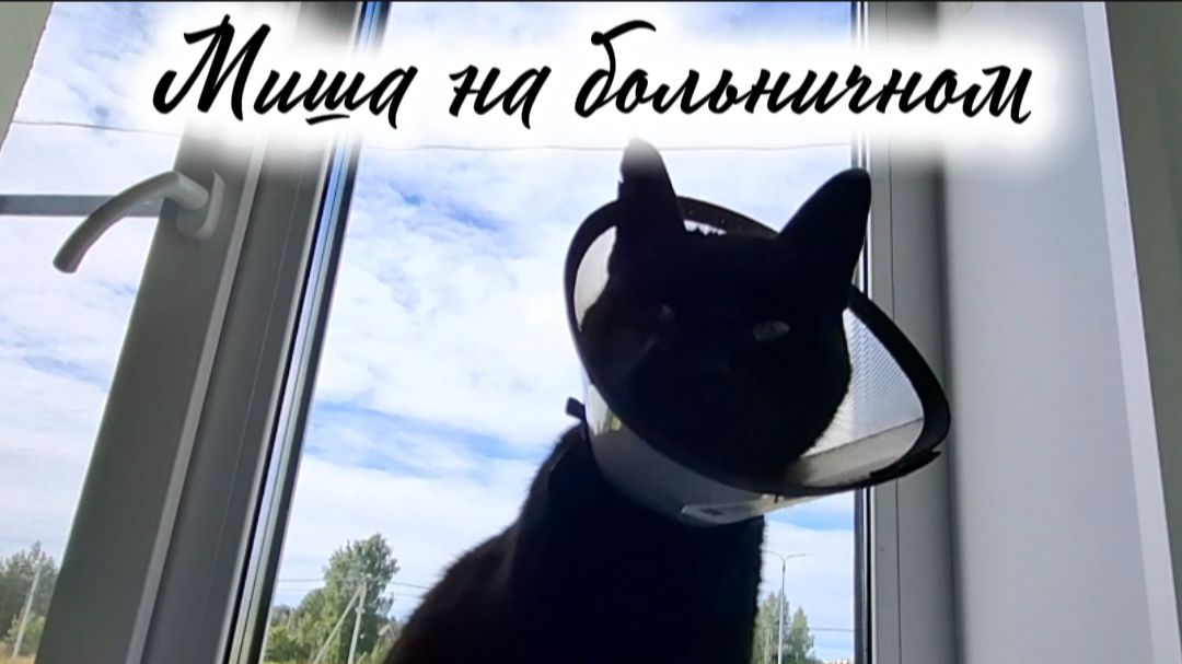 Кот Миша на больничном: почистили рану сделали укол  последствия драки!