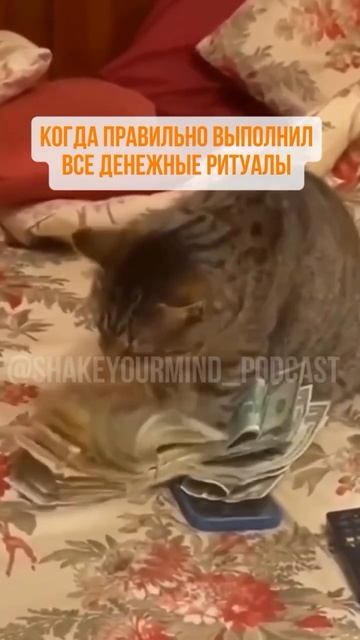 #встряхнисвоимозги #деньги #финансы #денежныеритуалы #практики #какстатьбогатым #юмор #мем