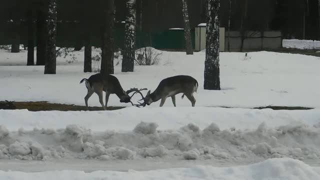 Самцы лани бодаются на теплотрассе
