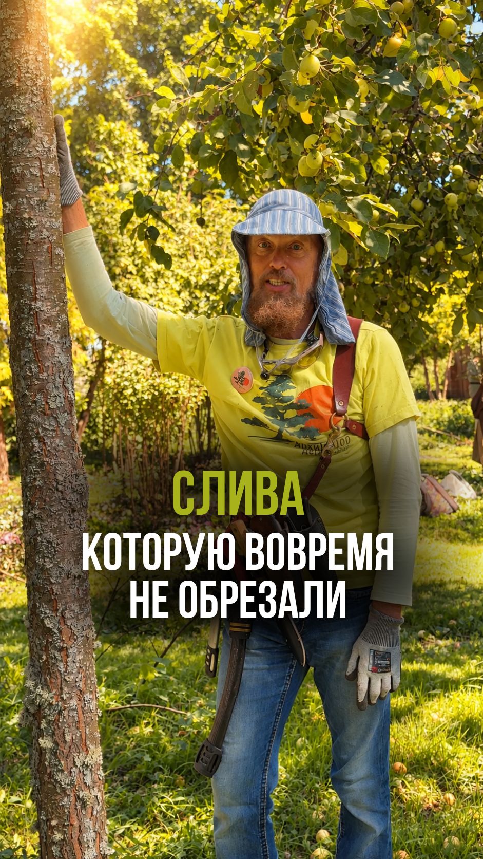 Слива, которую вовремя не обрезали