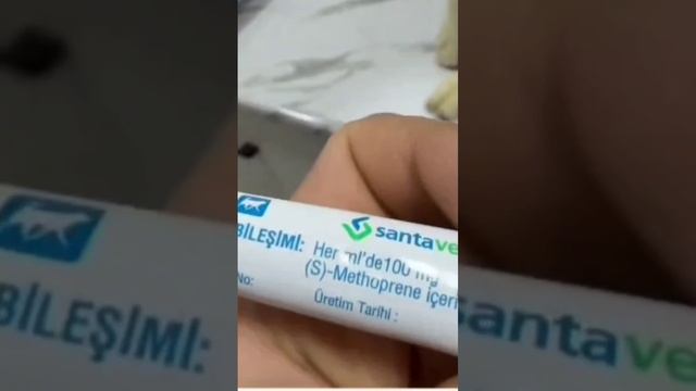 Как ухоженный акита оказался на грани гибели