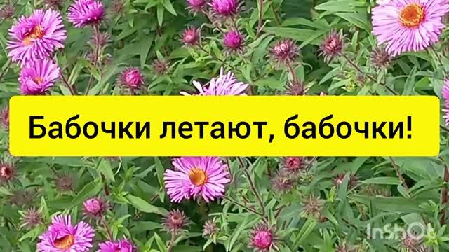 Бабочки летают, бабочки...