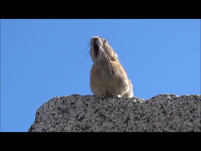 Ээээо овай