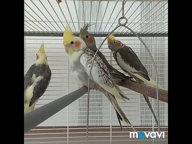harizma_ptichka_z
Я расстроена и злюсь 18