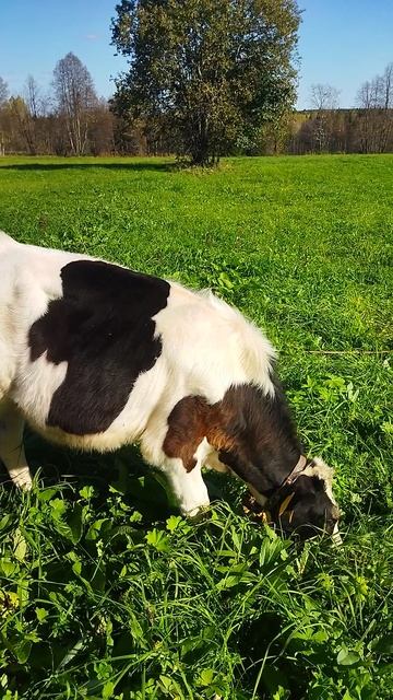 БЫЧОК 🐂🐃🐂КУШАЕТ ЯБЛОКИ 🍎🍎🍎#бык#деревня