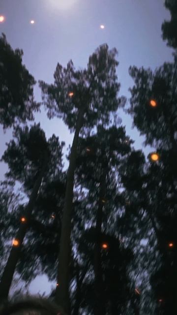 🌲 Вечерняя красота🌲