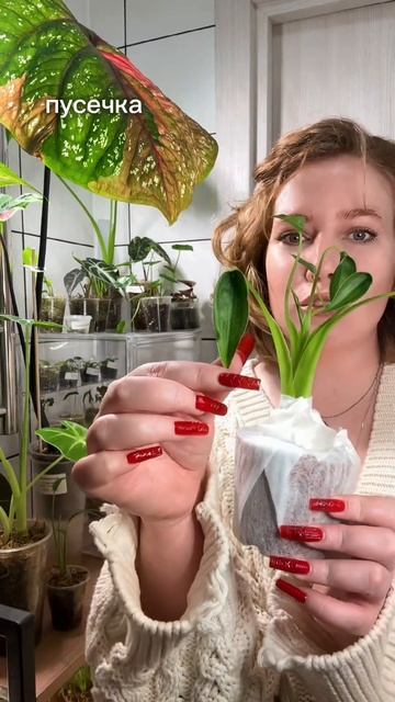 Распаковка новых алоказий в мою коллекцию комнатныерастения plants
