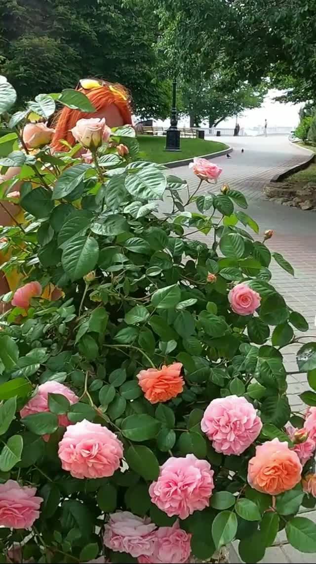 Ноты Севастополя #севастополь