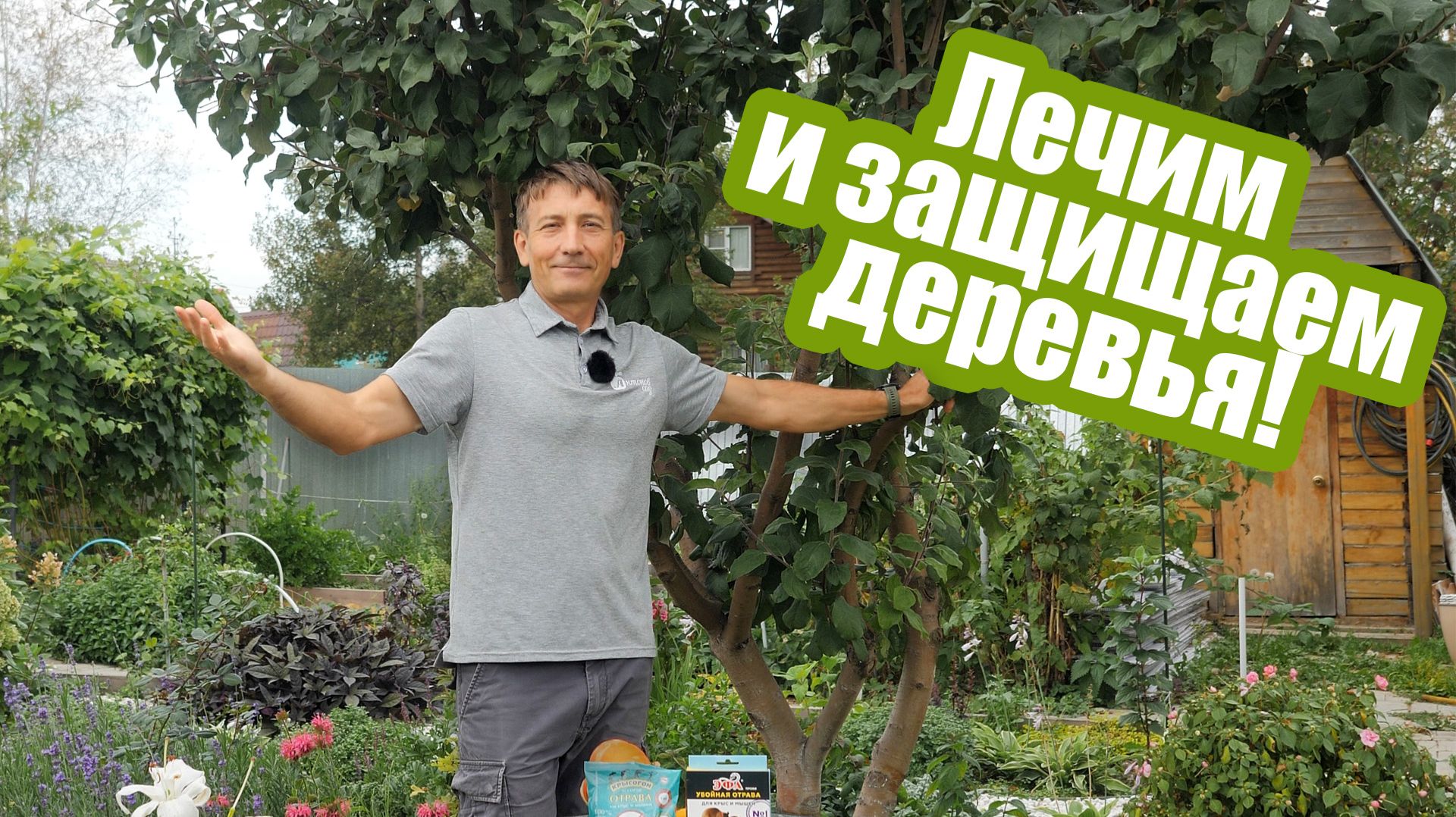 Главные обработки деревьев осенью. Защита плодового сада