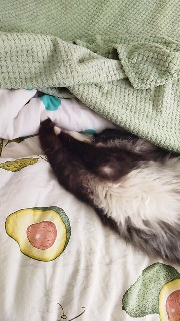 МИШКА 😻😻😻СПРЯТАЛСЯ 😁😁😁