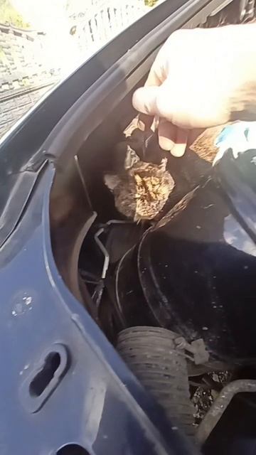 Кошка под капотом...