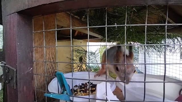 Белочка