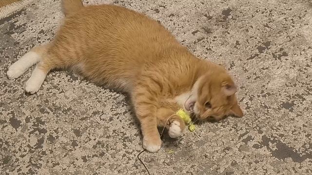 Кот в доме.Энергосберегающий кот Лютик.