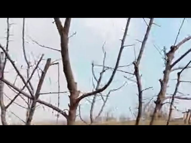 Богдорчилик3йиллиг Слива,Уриг,бодом ва Нокларни августда кесилиб январдаги холати