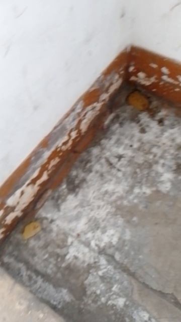 И снова всем здравствуйте. И снова у нас 2 кучи и моча кошек...! Зачем идти на улицу.?!