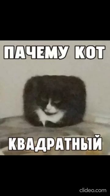 кот куб Кот Мемы Майнкрафт