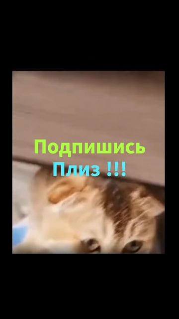 Удивительные животные нарезка !!! кошки кино
