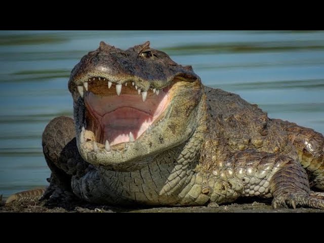 Предлагаю вам крокодил водное перемирие, так как я не купил лодку , даже надувную .