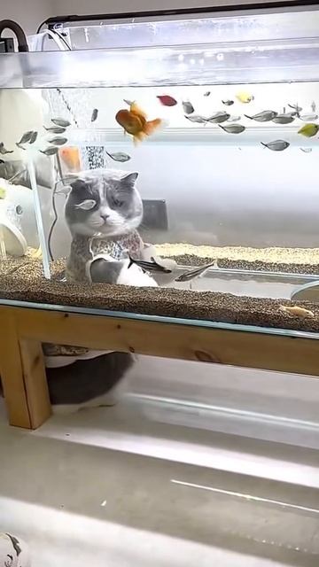 У шерстяных свой кинотеатр