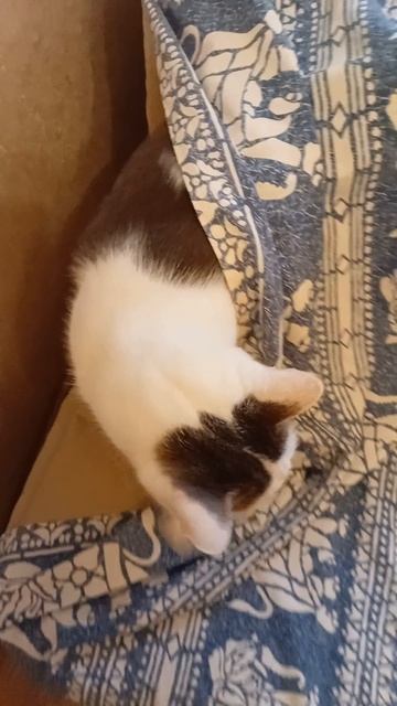 Котик спрятался, 21 сентября 2026.