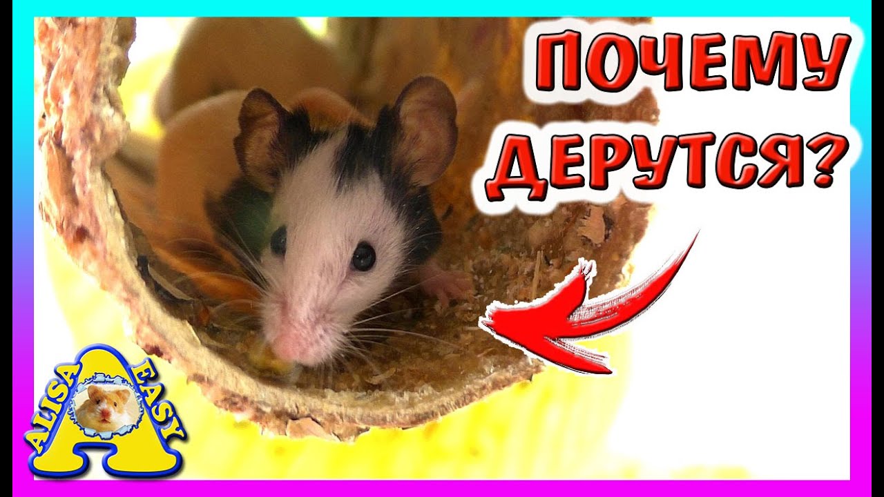 МЫШКИ СЕСТРИЧКИ ПОССОРИЛИСЬ!  ДЕРУТСЯ!  ЧТО ПРОИЗОШЛО?  Уборка у Японских мышек  Alisa Easy Pets