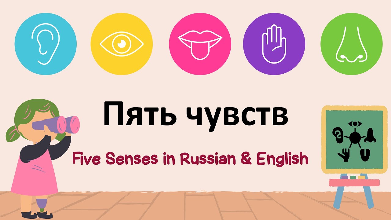 Пять чувств - Five Senses In Russian & English