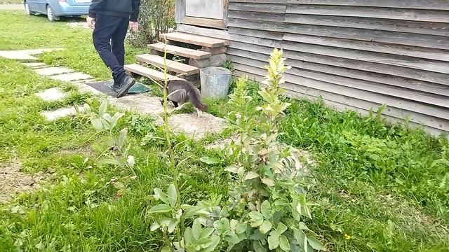 МИШКА😻😻😻НИЧЕГО НЕ СЪЕЛ 😡😡😡НАС ЖДАЛ 😘😘😘