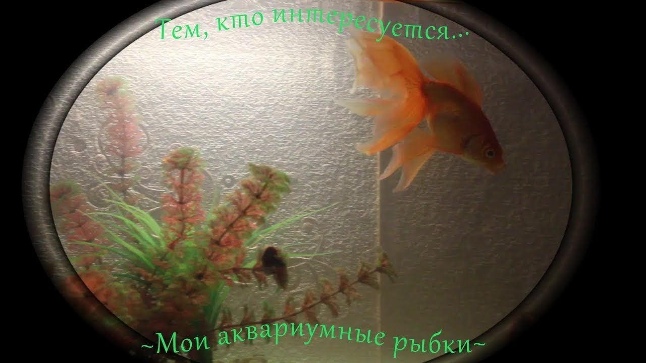 Тем кто интересуется...Мои аквариумные рыбкиНикаких затрат.