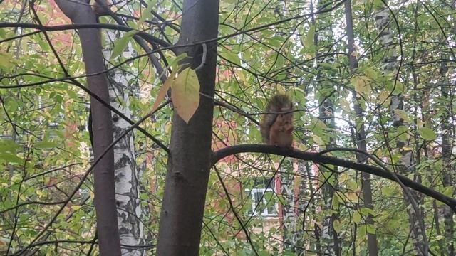 Место релакса Академ: знаете, почему белка 🐿️  не в банке с едой? Молодые белки отъедаются на зиму