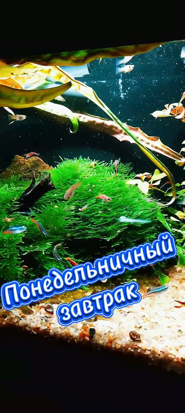 Утро понедельника
