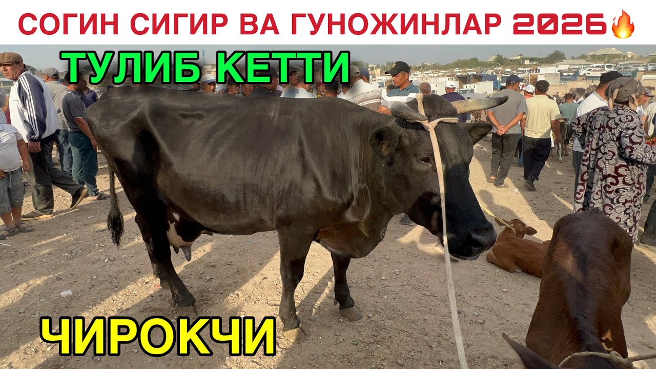 НАРХЛАР ПРОСТА БОМБА  КАШКАДАРЁ ЧИРОКЧИ МОЛ БОЗОРИ. QASHQADARYO CHIROQCHI MOL BOZORI