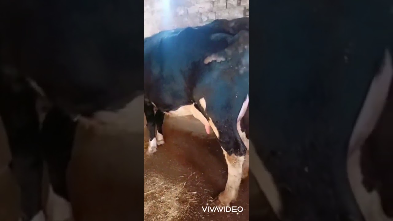031723 909306161 30000хазор бо момила меша