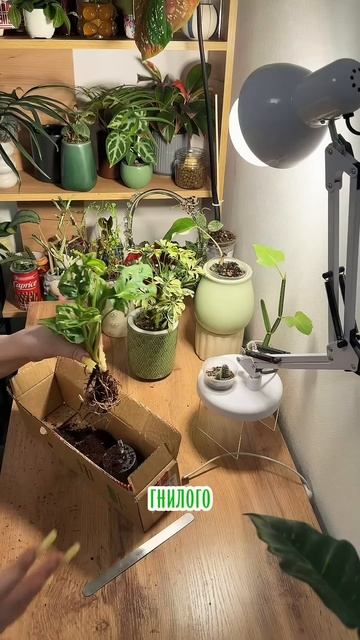 Смотрим корни растений которые мне пришли
