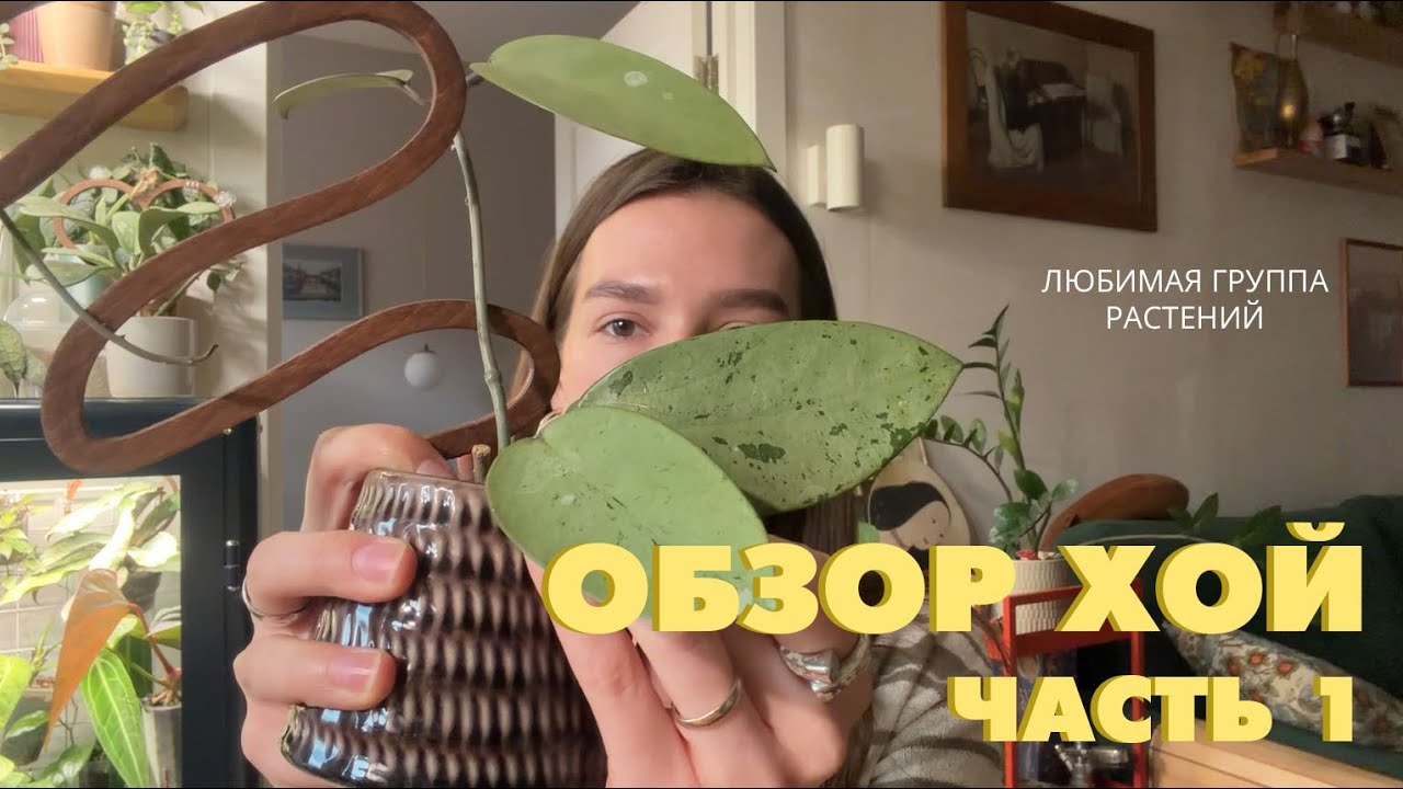 ОБЗОР КОЛЛЕКЦИИ ХОЙ ЧАСТЬ 1