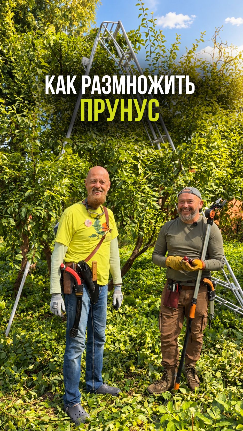 Как размножить прунус