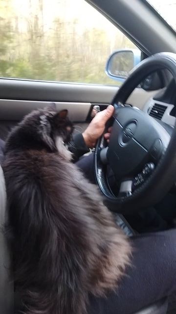 МИШКА 😻😻😻ЗА РУЛЕМ  🚘🚙🚗#кот#юмор