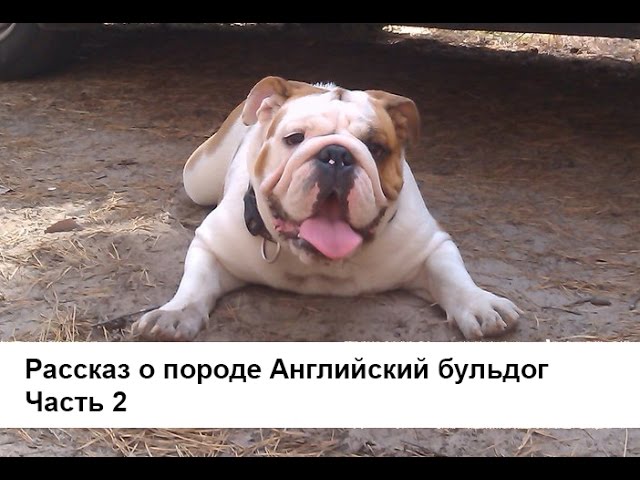 Английский бульдог. Часть 2. Детские болезни - аллергия питание хромота