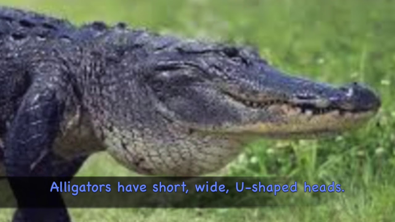 ALLIGATOR -  Story time