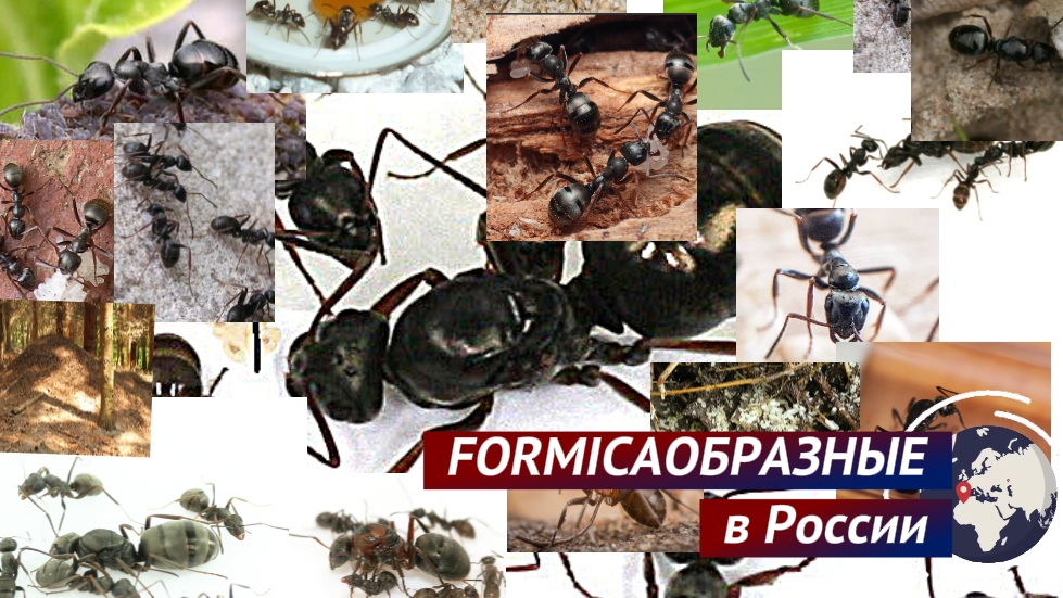 FORMICAОБРАЗНЫЕ в России  Какой вид лучше завести новичку?