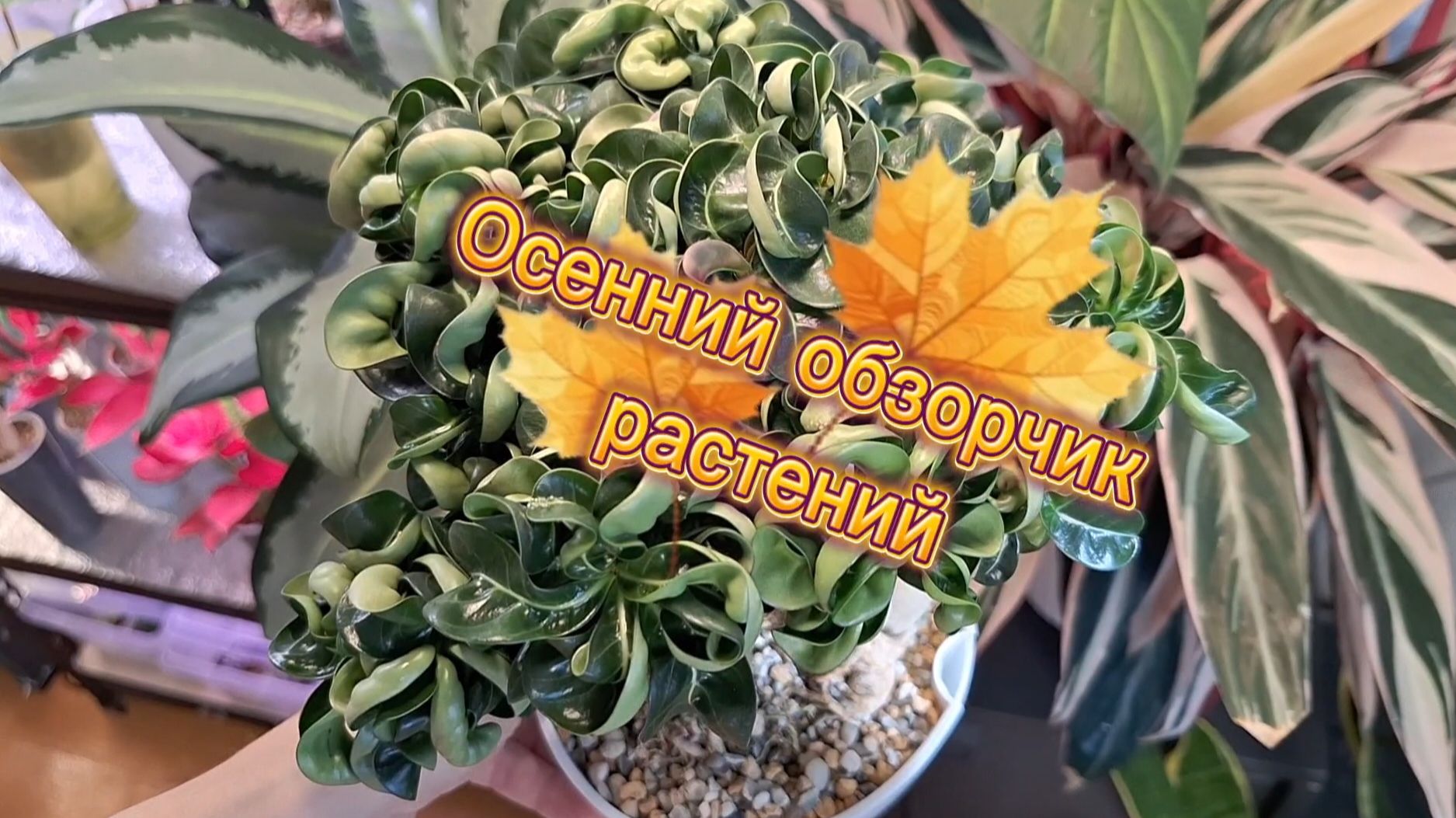 Осенний обзорчик растений