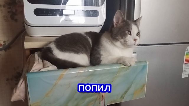 Влог.У Бусика дремота 👀🐈😊 #влог #коты