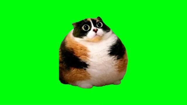 коттость все 
футажи