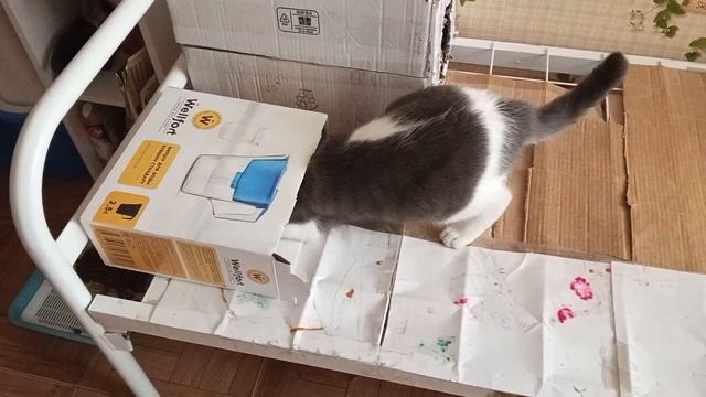 Влог.Бусик и коробка 📦🤣🐈 #влог #коты
