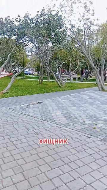 1000068219.mp4 без намордника